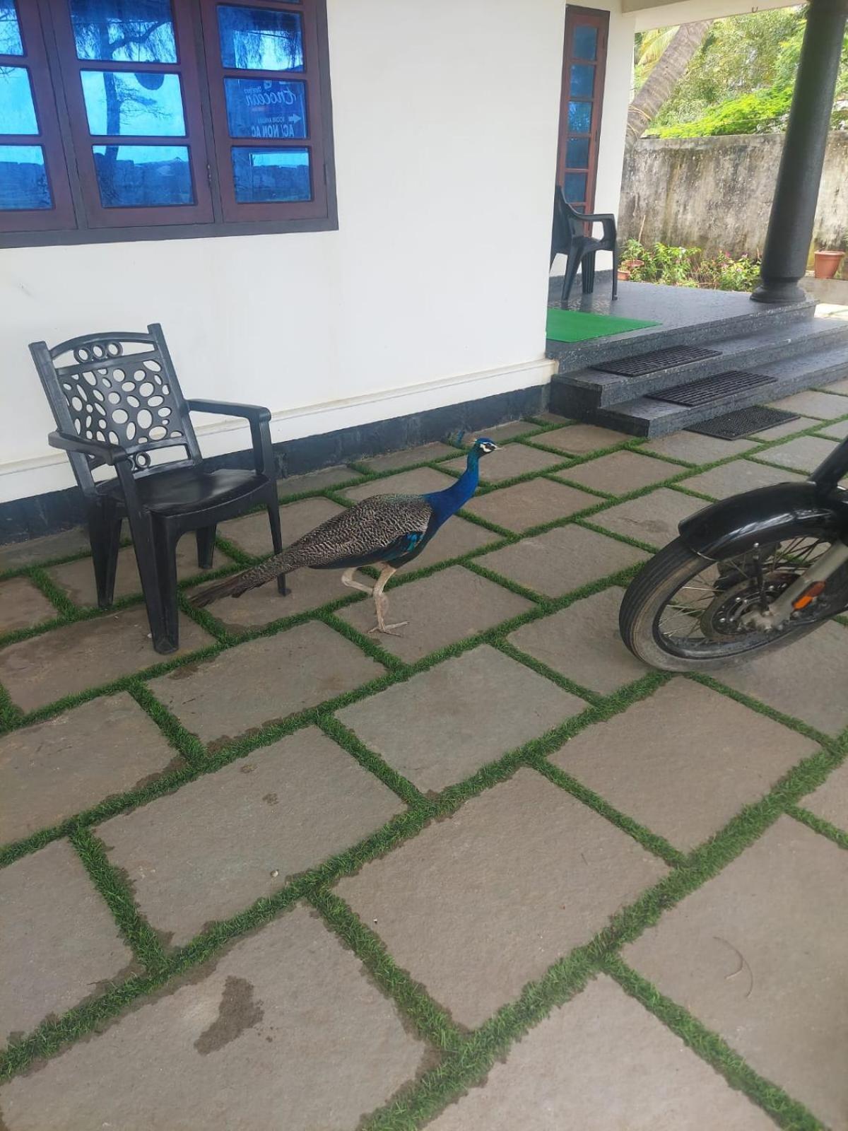 Enocean Homestay Cherai Beach Esterno foto